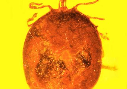 蜱虫的化石中发现迄今已知最古老的哺乳动物血液