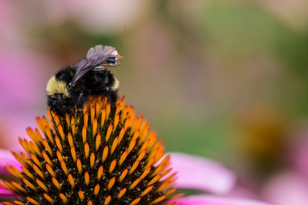 一个神奇的物联网平台 科学家让蜜蜂变身无人机