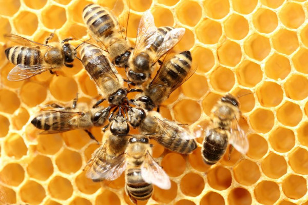 「拯救蜜蜂」为什么如此重要？