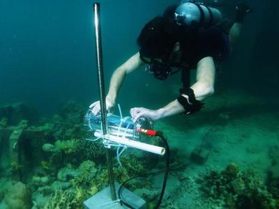 英特尔与埃森哲利用AI技术拯救珊瑚礁