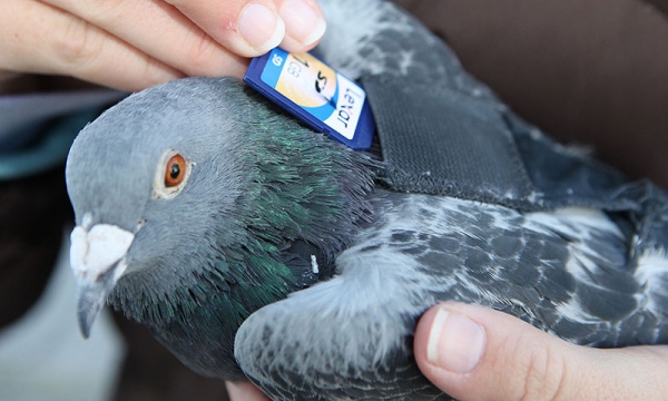 神奇的鸽子网络：最早的点对点通信技术 