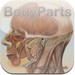 Body Parts:�˽���������ֵİ���