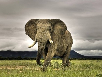 ����С��֮��IBM��AWS˭��Hadoop���MVP��