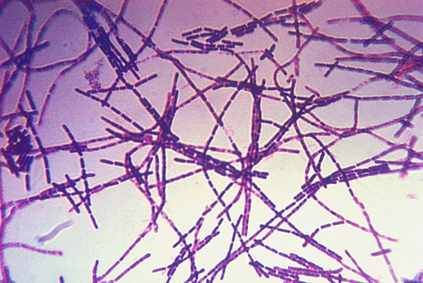 高粱炭疽病原菌图片图片