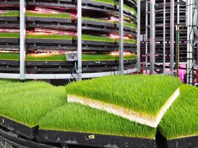 室内垂直农场运用大数据与机器人技术种植动物饲料