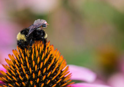 一个神奇的物联网平台 科学家让蜜蜂变身无人机