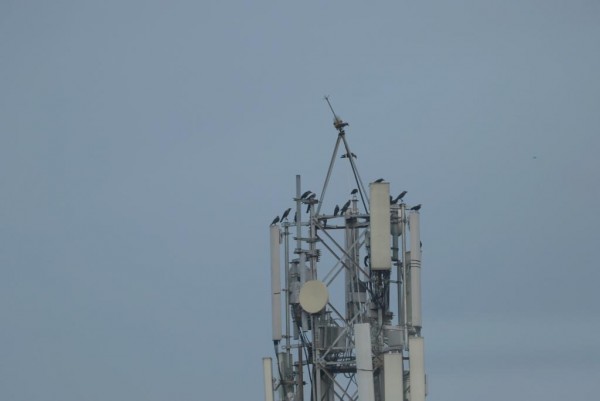 �����ź������Ƽ�����ˢ��5G�ϴ��ٶȼ�¼