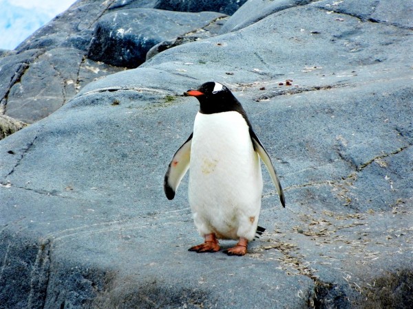 为什么是企鹅？Linux徽标背后的趣事